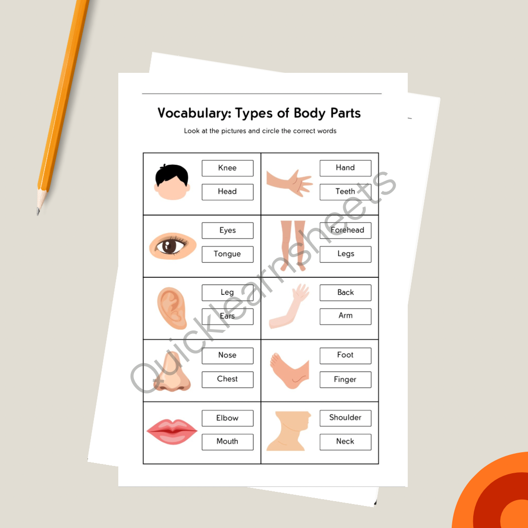 types of body parts vocabulary in french worksheet pdf
